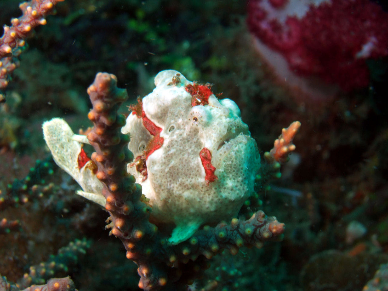 Antennarius maculatus (Pesce rana clown)